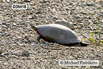 Painted Turtle (Chrysemys picta)